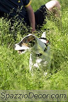 ¿Jack Russells Tiene Ataques De Ansiedad?
