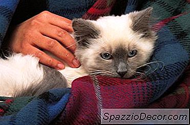 Os Gatinhos Gostam Quando Você Acaricia Seus Estômagos