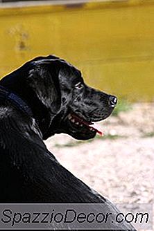 Onko Labradoreilla Paljon Proteiinia?