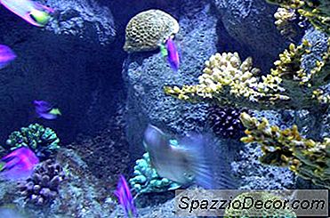 Werken Led Marine Aquarium-Lampen Even Goed Als TL-Verlichting?