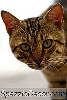 Os Gatos Machos Aceitam Outro Gato?