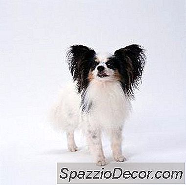 Papillonii Au Convulsii?