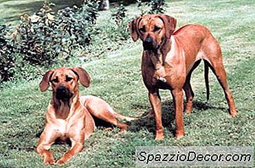 Adakah Ridgebacks Rhodesian Perlu Banyak Ruang?