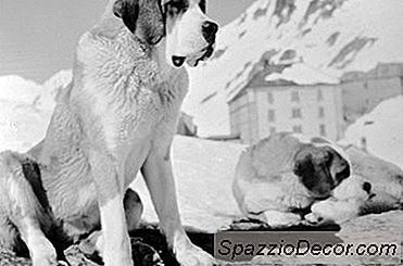 Do Saint Bernards Thích Thời Tiết Nóng?