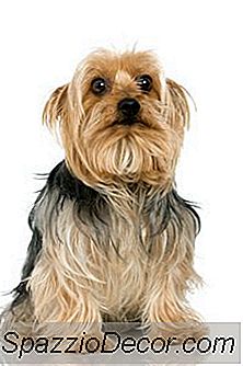 Krijgt Silky Terriers Een Droge Huid?