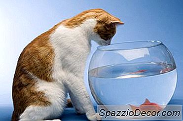 Certains Chats Préfèrent-Ils Simplement La Nourriture Molle?