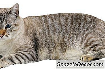 Spayed Cats는 다르게 먹는가?