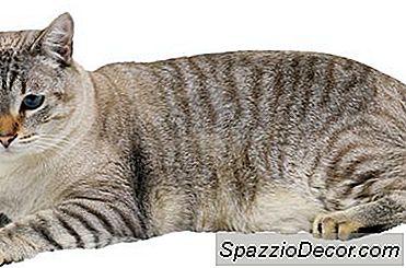 Essen Kastrierte Katzen Anders?
