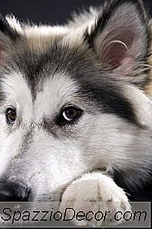 Os Vermes Afetam O Peso De Um Cão Husky?