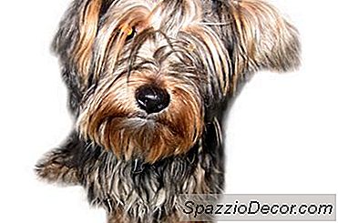 Os Yorkies Requerem Algum Cuidado Especial?