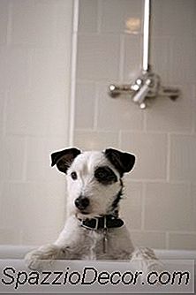 Köpeğinizin Saçları Yağlı Ise Yulaf Şampuanı Kullanıyor Musunuz?