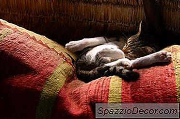 Benadryl Fa Dormire I Gatti?