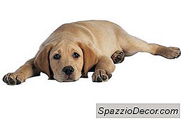 Bitter Apple Tiene I Cani Da Pipì?