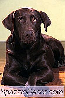 A Chocolate Labrador Have White Hair?