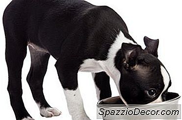 Is Rice Coat A Dog'S Maag?