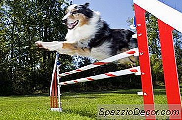 Dog Agility Drills, Um Dem Hundeführer Zu Helfen