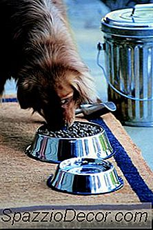 Comida De Cachorro E Cuidado Tártaro