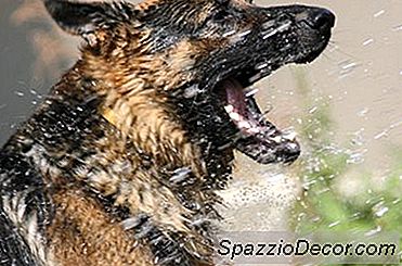 Köpek Bakım Ve Banyo Teknikleri
