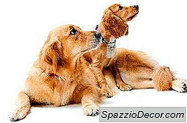 Siklus Hidup Anjing