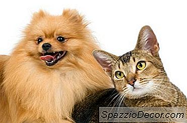 Câine De Probă Pentru Pisica Ta