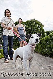 Perro Tira Y Salta Cuando Se Acerca A Otros Perros