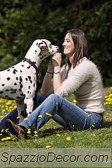 Die Zeichen Eines Hundes Des Abbindens Mit Einem Inhaber