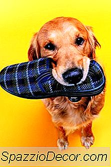 Sapatos De Cão Que Protegem As Patas