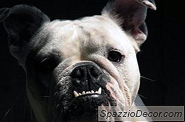 Problemas De Dientes De Perro