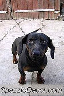 Hundetherapie Training Zertifizierung