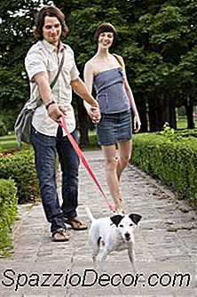 Cães E Separações