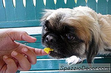 कुत्तों कि अचार खाने वाले हैं