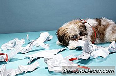 Cães Que Se Comportam Mal Quando Você Se Foi