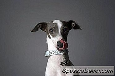 Anjing Yang Menjilat Sofa, Karpet & Ranjang