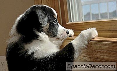 Dogtv: Nueva Programación De Internet Para Chuches Solitarios Y Que Se Quedan En Casa