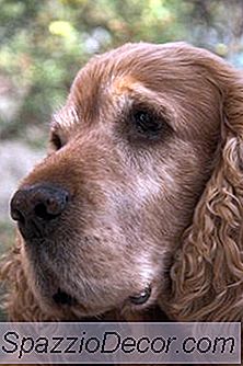 Irritações De Ouvido Com Cães Cocker Spaniel