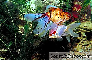 Plantas De Acuario De Fácil Cuidado Que Pueden Tolerar Un PH Más Alto