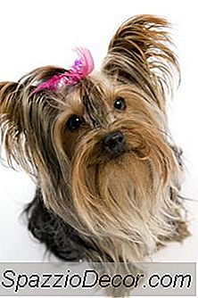 Encefalitis En Yorkies