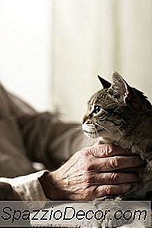 Kedilerde Eozinofilik Granüloma Kompleksi Ve Prednizon