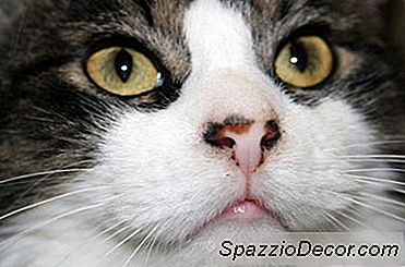 Perawatan Berlebihan Pada Kucing