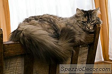 Hambre Excesivo Y Sed En Gatos Geriátricos