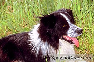 Exaustão Em Um Border Collie