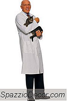 Hipertiroidisme Ekstrim Pada Kucing