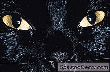 Troubles Oculaires Chez Les Chats