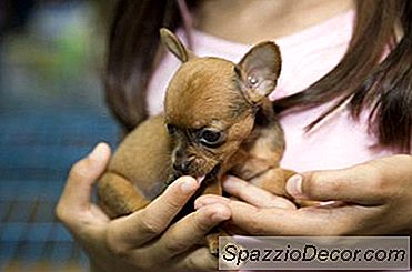 Fapte Despre Copii Chihuahua