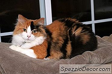 Feiten Over Calico Kittens