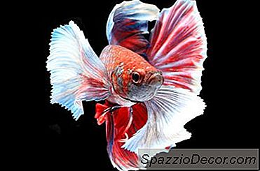 Fapte Despre Crowntail Barbat Betta Fish