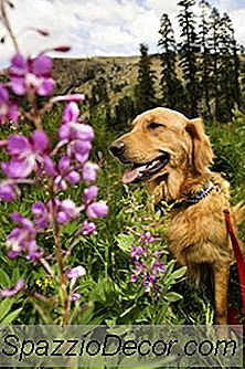 Blumen Giftig Für Hunde