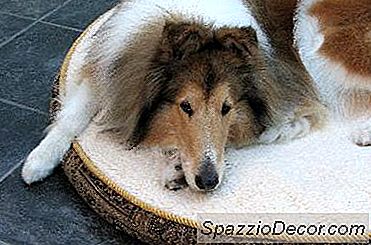 Fødevarer Til Hunde Med Nyresygdom