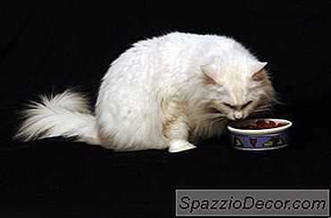 Citlivost Potravin V Kočkách