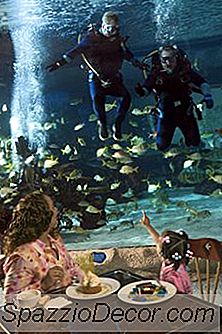 Ideeën Voor Zoetwateraquariumontwerp